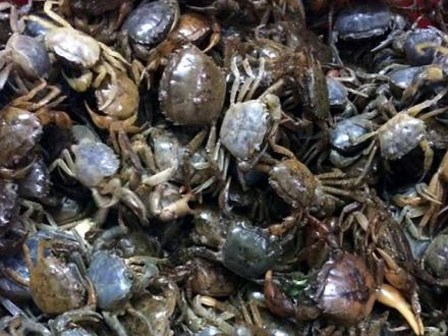 Cô bán cua đồng giúp người mua nhận biết cua nuôi công nghiệp