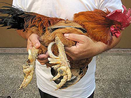 Xếp hàng cả tháng mua gà may mắn giá gần chục triệu làm quà biếu tết-7