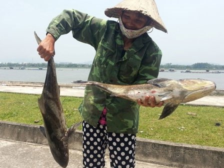 Nhiều tấn cá lồng chết bất thường ở cửa biển Thanh Hóa