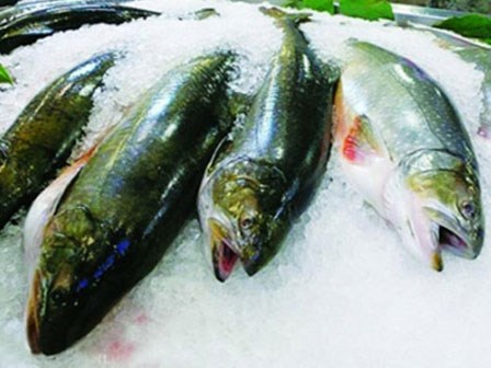 Cá biển chết với cá biển đông lạnh– phân biệt bằng mắt thường là thấy