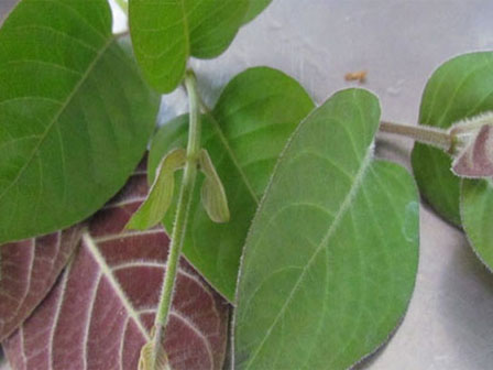 Loại cây mọc dại là bảo bối cho cơ quan tiêu hóa-2