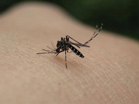 4 bệnh nguy hiểm do muỗi gây ra trong mùa nắng nóng