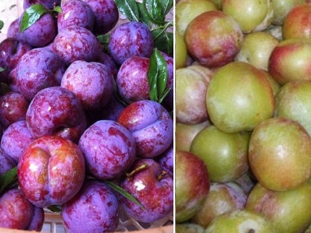 Cách nhận biết để tránh mua nhầm mận Trung Quốc