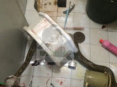 Đang đi vệ sinh, người đàn ông hoảng loạn vì bị trăn khổng lồ cắn vào 