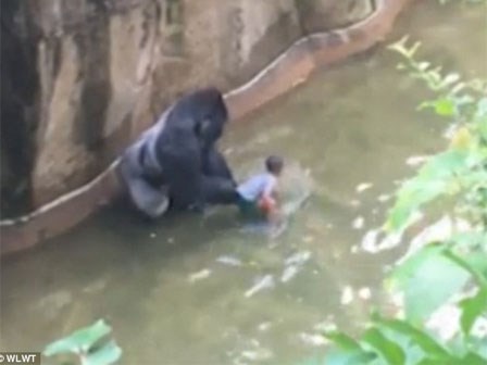 Giải cứu bé 3 tuổi bị khỉ lôi vào chuồng khi đi chơi sở thú