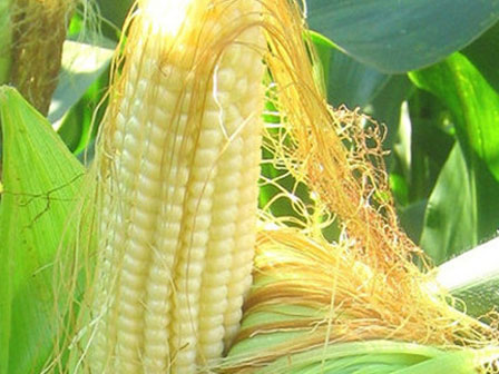 Bé 13 tháng tuổi bục dạ dày vì mẹ cho ăn ngô: 6 người cấm ăn không chỉ trẻ nhỏ-6