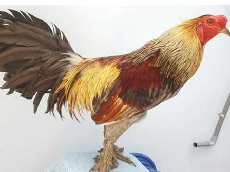 Chiêm ngưỡng giống gà kỳ lân khổng lồ chân 5 ngón, giá tiền triệu ở Việt Nam-10