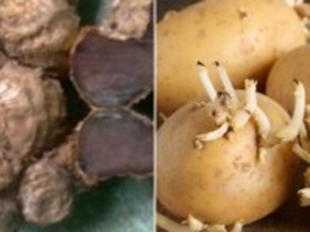 7 thực phẩm tuyệt đối KHÔNG ĂN dù tiếc của đến đâu