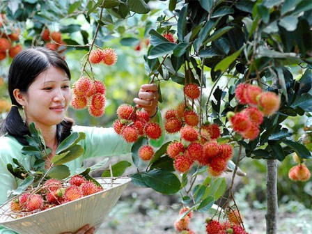 7 thiên đường trái cây cực hấp dẫn có thể đi về trong ngày từ Sài Gòn