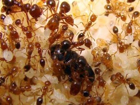 Chồng lấy 1 nắm bột giặt trộn với đường rồi để ở chỗ này, sáng hôm sau lũ kiến mất dạng sạch sành sanh-10