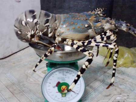 Mùa săn kim cương đen”- đặc sản đắt đỏ nhất thế giới dưới lòng đất-5