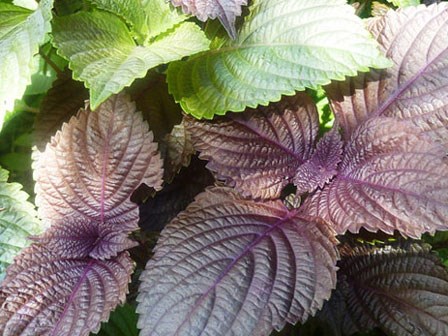 Chỉ cần dùng 1 nắm tía tô, 8 bệnh thường gặp sau sẽ thuyên giảm nhanh chóng