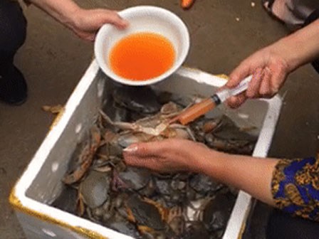 Cảnh bơm gạch cua nhân tạo bằng hóa chất khiến 