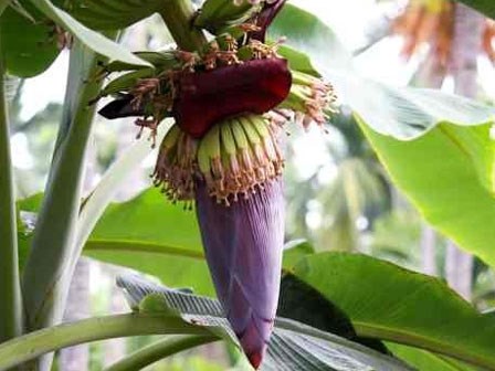 Bất ngờ công dụng chữa bệnh của 5 loại hoa quen thuộc