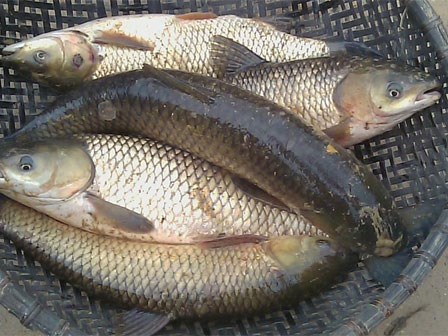 Những món ăn, nhẹ thì “nhập viện” nặng thì có thể tử vong