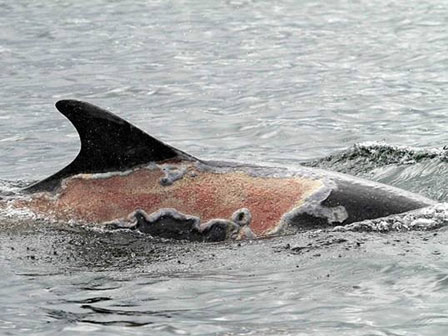 Clip ngư dân phóng lao giết cá heo gây phẫn nộ-2