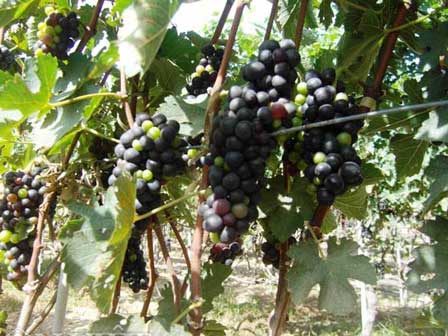 Hà Nội: Nho tím khổng lồ có giá gần nửa triệu đồng/quả-3