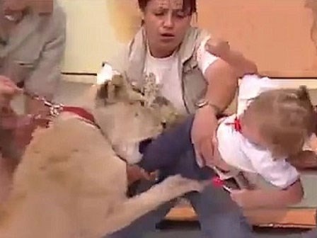Sốc: Sư tử tấn công em bé ngay trên sóng truyền hình