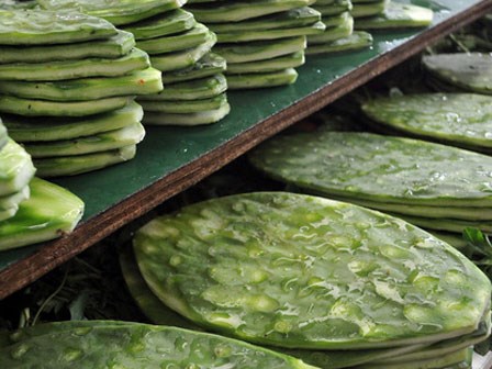 Xương rồng: Siêu thực phẩm mới, đặc sản của người dân Quảng Nam