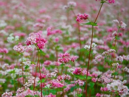 Tam giác mạch -thuốc bổ cho “người giàu”