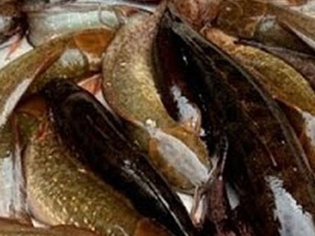 Cá trê trắng bị 