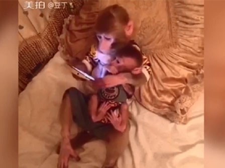 Chết cười xem khỉ bố dạy khỉ con dùng máy tính bảng