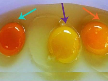 Bất ngờ về trứng gà: Tưởng bổ hóa hại, tưởng hỏng lại vẫn có tác dụng...