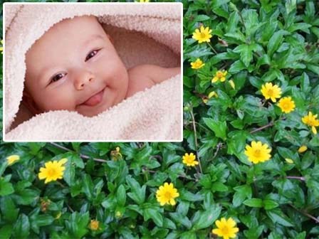 3 loại cây dại từng bị hắt hủi hóa thuốc quý nên