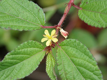 Là rau quý, thuốc bổ của nhiều quốc gia nhưng tại VN, loại rau này rất dễ kiếm