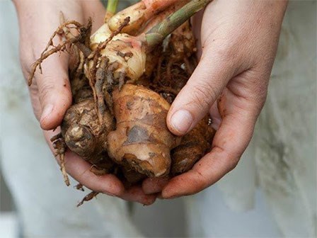 Nhiều người không biết loại củ quen thuộc này sáng là nhân sâm, nhưng chiều là thạch tín…