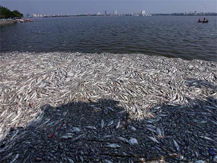 Hà Nội: Cá chết trắng trên hồ Văn Chương, người dân đau đầu vì mùi hôi nồng nặc-4