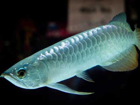 Con cá rồng chục ngàn USD: Thú chơi ông hoàng của đại gia Việt-10