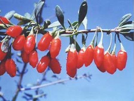 Những món ăn biến 