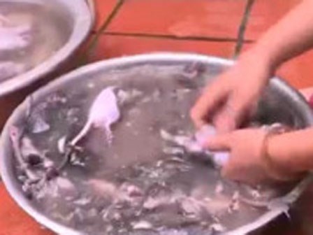 Đáng sợ: Thu gom giết mổ chuột bẩn làm thực phẩm ở Hà Nội