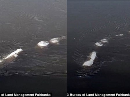 Phát hiện sinh vật giống quái vật hồ Loch Ness tại... Alaska