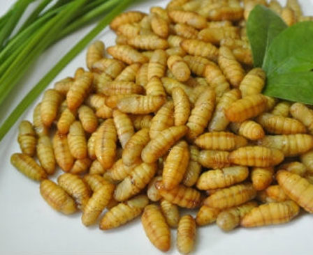 Nhộng tằm béo béo bùi bùi, rang cùng lá chanh thì ngon hết ý-3