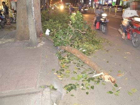 Cây gãy đè trúng đôi vợ chồng cùng con nhỏ giữa trung tâm Sài Gòn