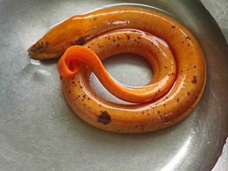 Nông dân Hà Tĩnh bắt được lươn vàng, thương lái hỏi mua 10 triệu-3