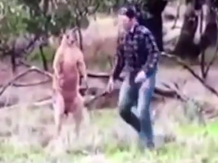 Người đàn ông đấm bốc với kangaroo cứu chó cưng