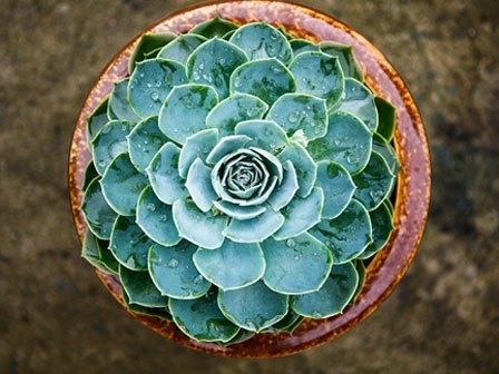 Chọn cây cảnh theo mệnh để tài lộc chảy vào nhà