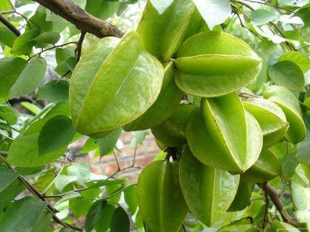 Bài thuốc dân gian trị bệnh mề đay, mẩn ngứa cực hiệu quả ai cũng nên biết