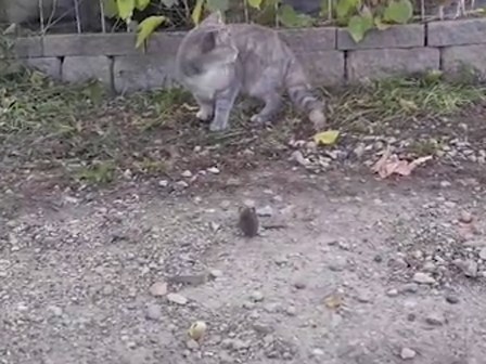 Mèo sợ chuột, gà lao ra mổ chuột chết trong tích tắc
