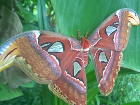 Xôn xao vì hàng chục con bướm