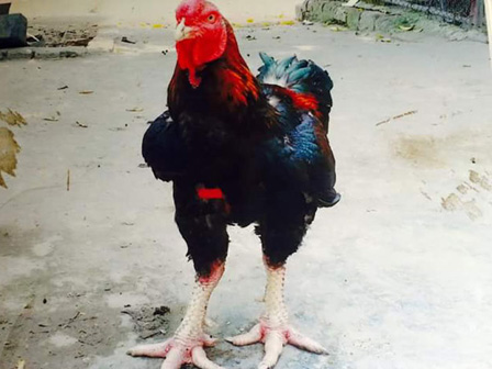 Loại gà tưởng chỉ có trong tranh, dành cho vua được đại gia Việt đặt tiền trước cả năm để ăn chơi dịp Tết-4