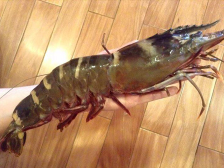 Tôm sú khổng lồ nặng ngang tôm hùm xanh, giá bạc triệu vẫn cháy hàng-3