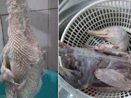 Cô gái trổ tài nhổ lông vịt khiến mẹ chồng tương lai 