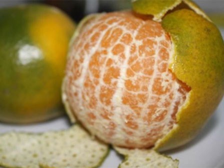 Đặt vỏ quýt lên mũi thật sự quá 