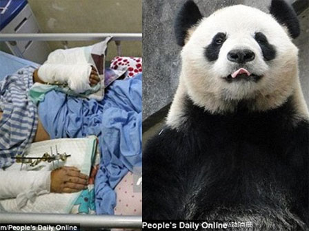 Giải oan cho chị gấu trúc giả có bầu để được ăn sung mặc sướng: Sự thật đáng buồn hơn bạn tưởng-4