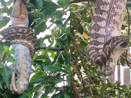 Bọc giun nhầy nhụa trông như não bị sán ăn khiến cư dân mạng hoảng sợ này thực chất là gì?-2