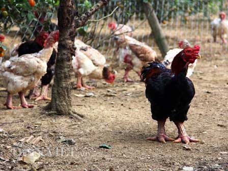 Bí mật kỳ thú về gà chọi: Uống nhân sâm, ăn thịt bò-5